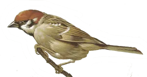 Elegant Sparrow Illustration PNG image