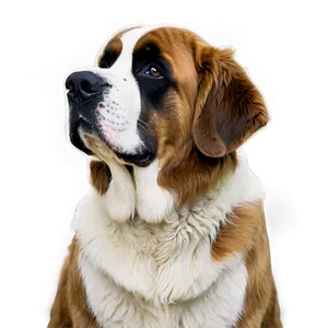 Elegant St Bernard Profile PNG 06292024