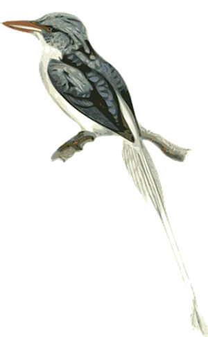 Elegant Streamertail Hummingbird Illustration