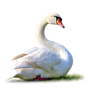 Elegant Swans PNG 65