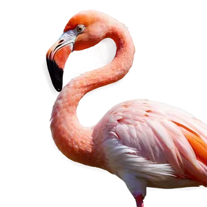 Elegant Tropical Flamingo Png 06272024 PNG image