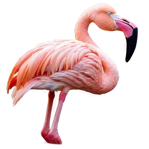 Elegant Tropical Flamingo Png Cko17 PNG image