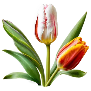 Elegant Tulip Png 05212024 PNG image