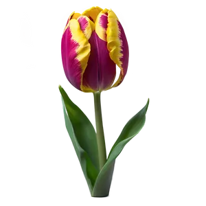Elegant Tulip Png 65 PNG image