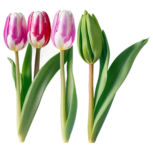 Elegant Tulip Png 83 PNG image