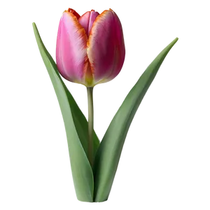Elegant Tulip Png 87 PNG image