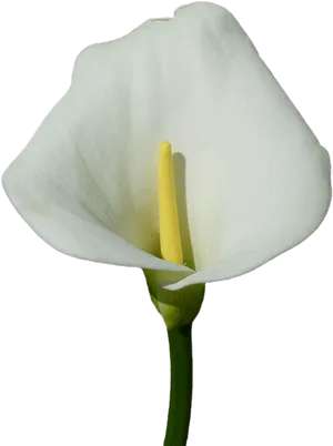 Elegant White Calla Lily PNG image