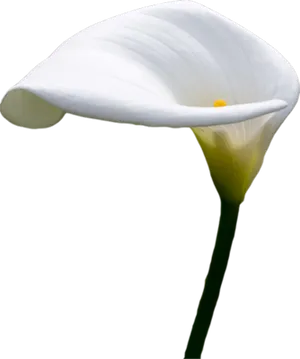 Elegant White Calla Lily PNG image