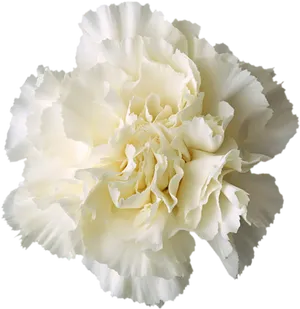Elegant White Carnation Black Background PNG image