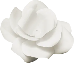 Elegant_ White_ Flower_ Black_ Background.jpg PNG image