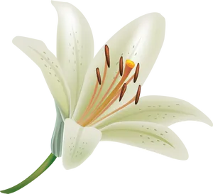 Elegant White Lily Vector PNG image