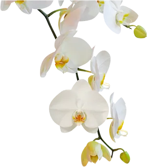 Elegant White Orchid Blooms PNG