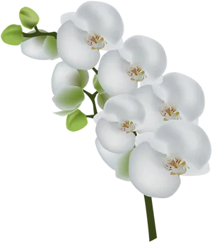 Elegant White Orchids PNG image