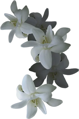 Elegant White Orchids PNG