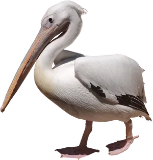 Elegant White Pelican Profile PNG image