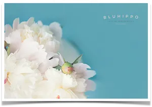 Elegant White Peonies Photography PNG