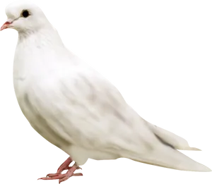 Elegant White Pigeon Profile PNG image
