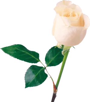 Elegant White Rose Black Background PNG image