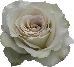 Elegant White Rose Closeup.png PNG