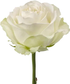 Elegant White Rose PNG image