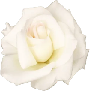 Elegant White Roseon Black Background PNG image