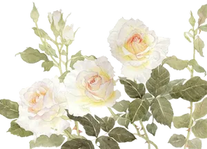 Elegant White Roses Watercolor PNG image