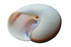 Elegant White Seashell PNG image