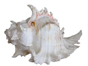 Elegant_ White_ Seashell_on_ Black_ Background.jpg