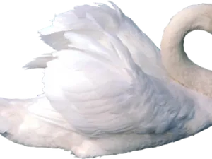 Elegant White Swan Graceful Pose PNG