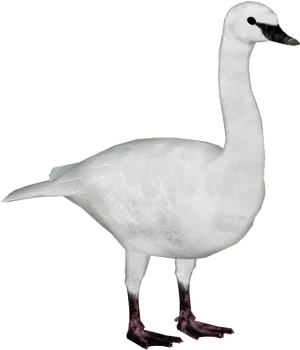 Elegant White Swan Standing PNG