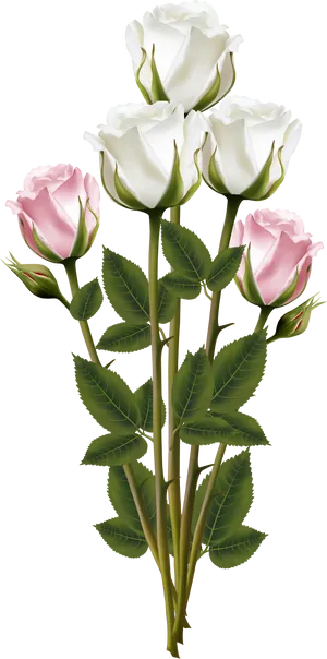 Elegant Whiteand Pink Roses Bouquet PNG