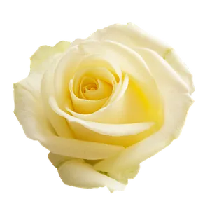 Elegant Yellow Rose Black Background PNG image