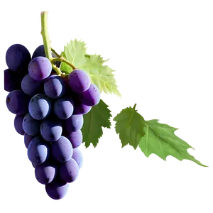 Elegantly Simple Grape PNG 11 PNG