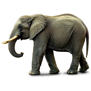 Elephant Tail PNG 06242024