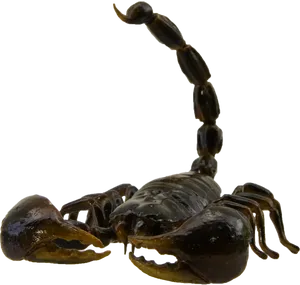 Elevated Scorpion Tail PNG image