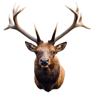 Elk Head Png 32 PNG image