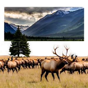 Elk Herd Png 24 PNG image