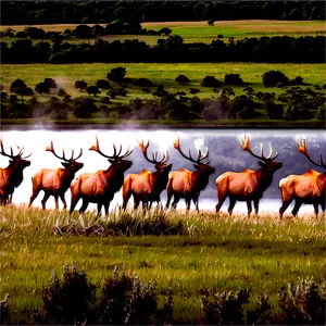 Elk Herd Png 86 PNG image