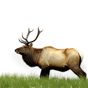 Elk In Grassland Png 05242024 PNG image