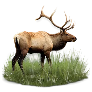 Elk In Grassland PNG 05242024 PNG