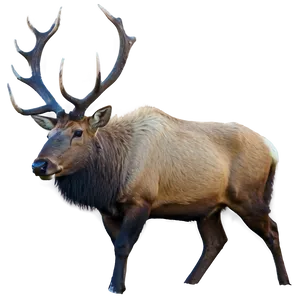 Elk In Mountains PNG 35 PNG