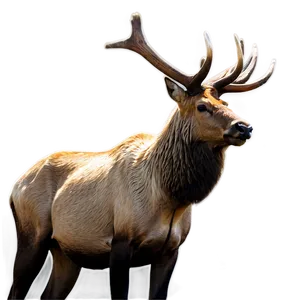 Elk In Mountains PNG Vpf PNG