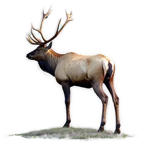 Elk In Nature Png 15 PNG image