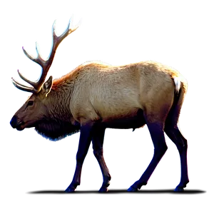 Elk In Sunrise PNG 05242024