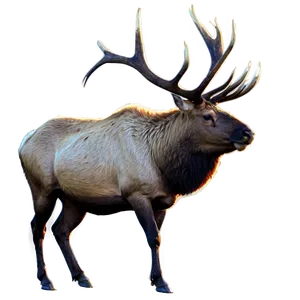 Elk In Sunrise PNG 31 PNG