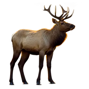 Elk In Sunrise PNG 48 PNG