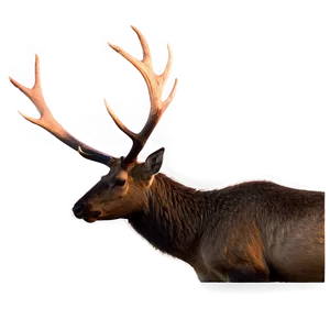 Elk In Sunset PNG 05242024 PNG