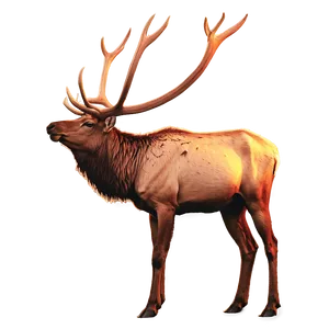 Elk In Sunset PNG 05242024 PNG