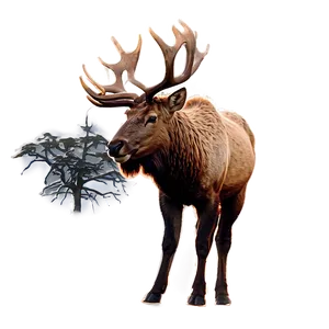 Elk In Sunset PNG Ets PNG