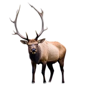 Elk In The Wild Png 89 PNG image